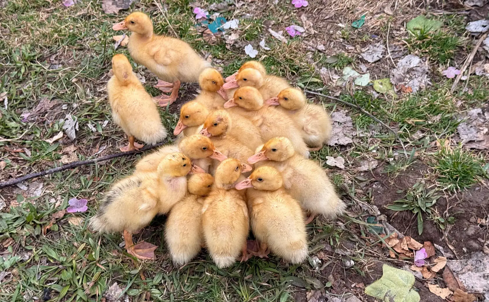 Ağrı Saklı Bahçe'de bahar başladı ördek yavruları doğaya renk kattı