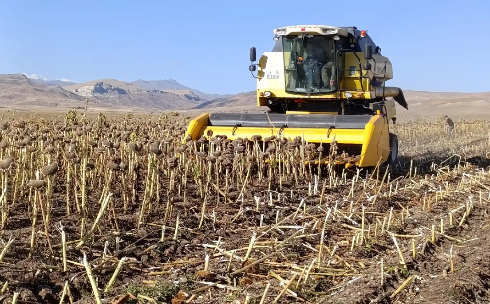 Çukuralan Köyü'nde ay çekirdeği tarlaları hareketlendi