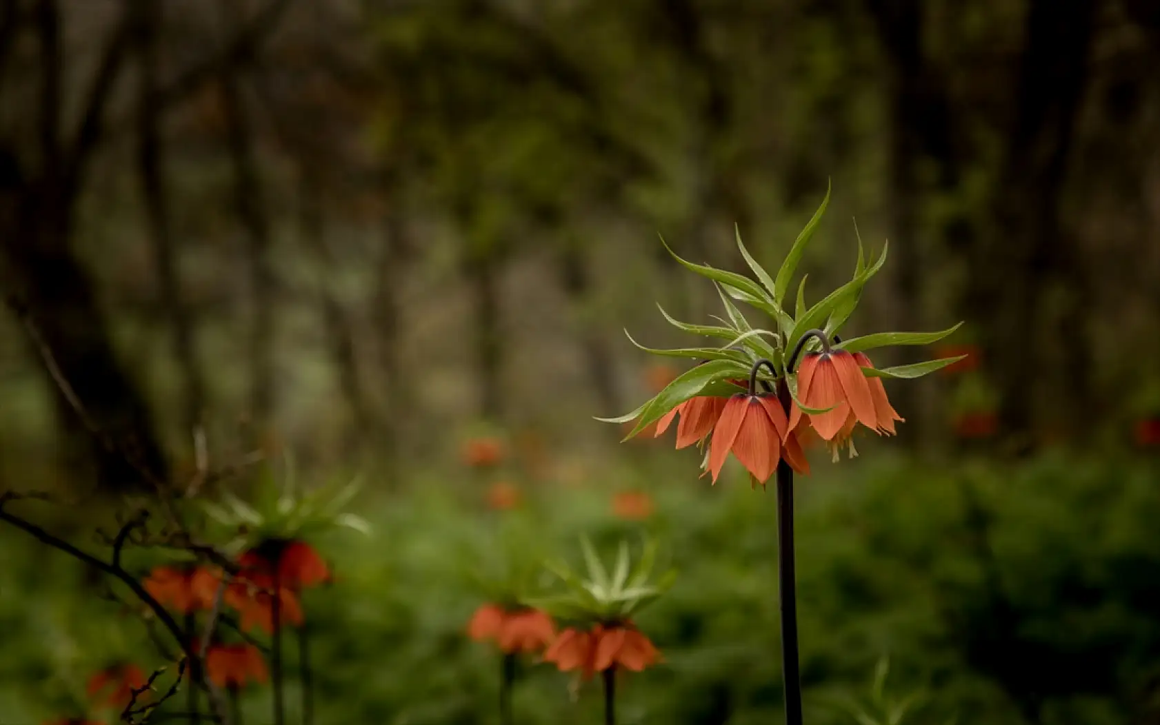 Doğanın zarif mucizesi ters laleler göz kamaştırdı