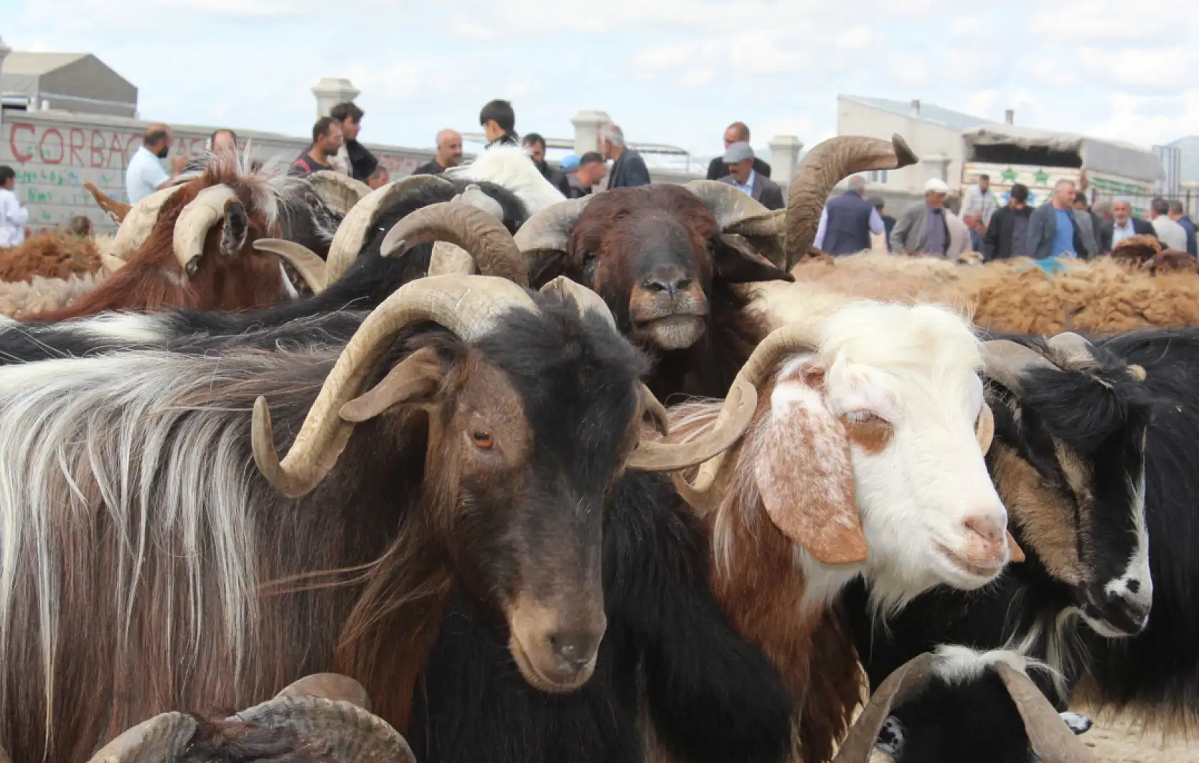 Ağrı kurban pazarında ikinci gün hareketliliği yaşandı