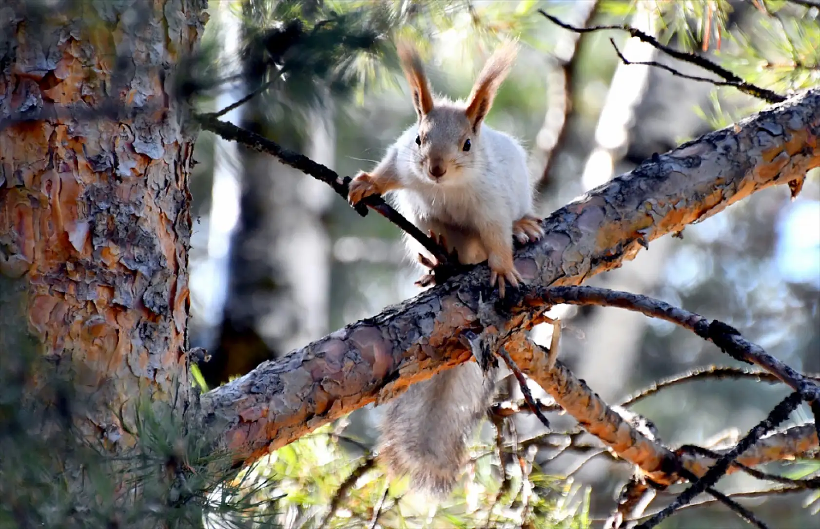 Sarıkamış'ta baharın habercisi kızıl sincaplar görüldü