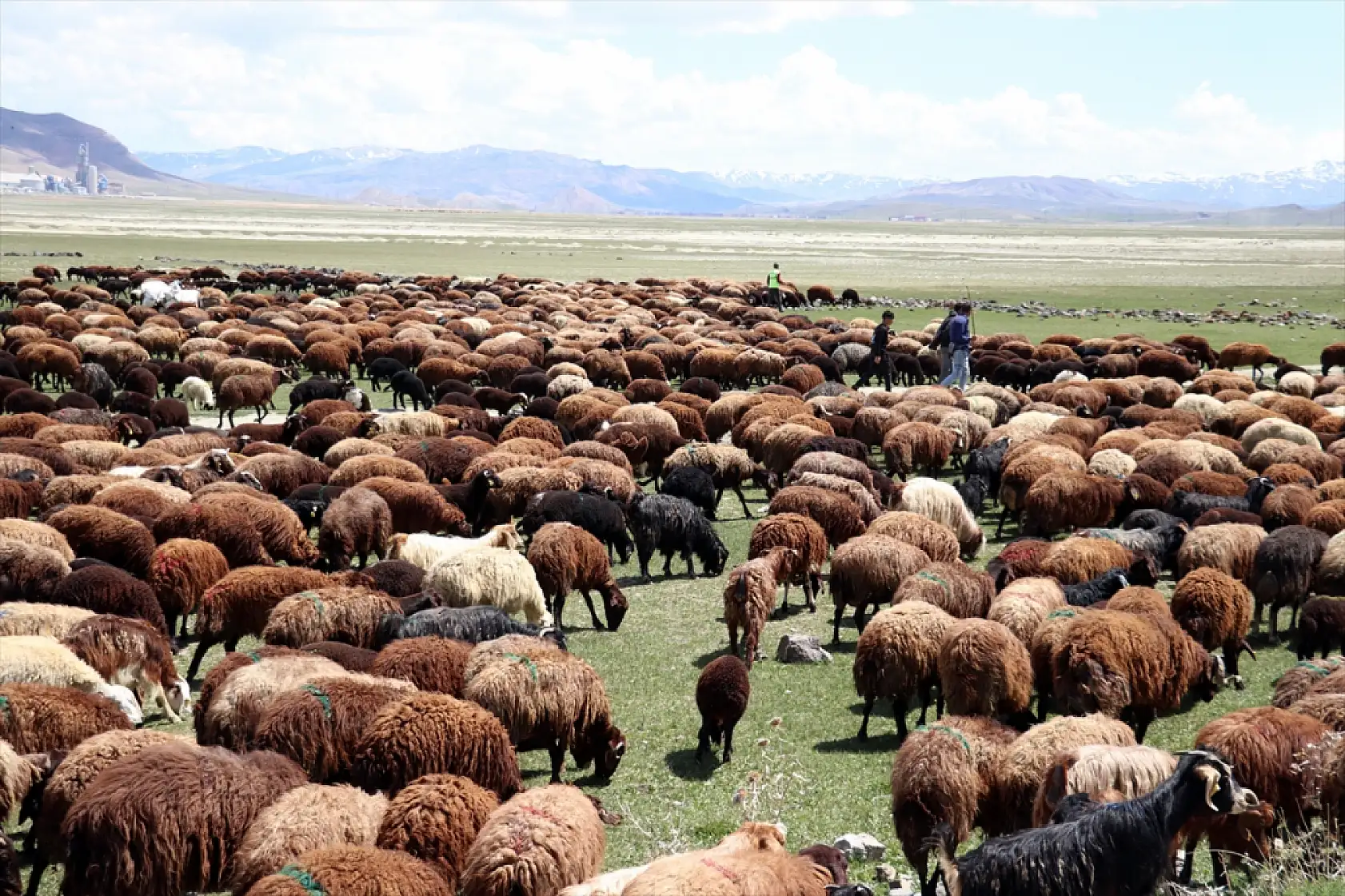 Ağrı'da hayvanlar 6 ay sonra doğayla buluştu