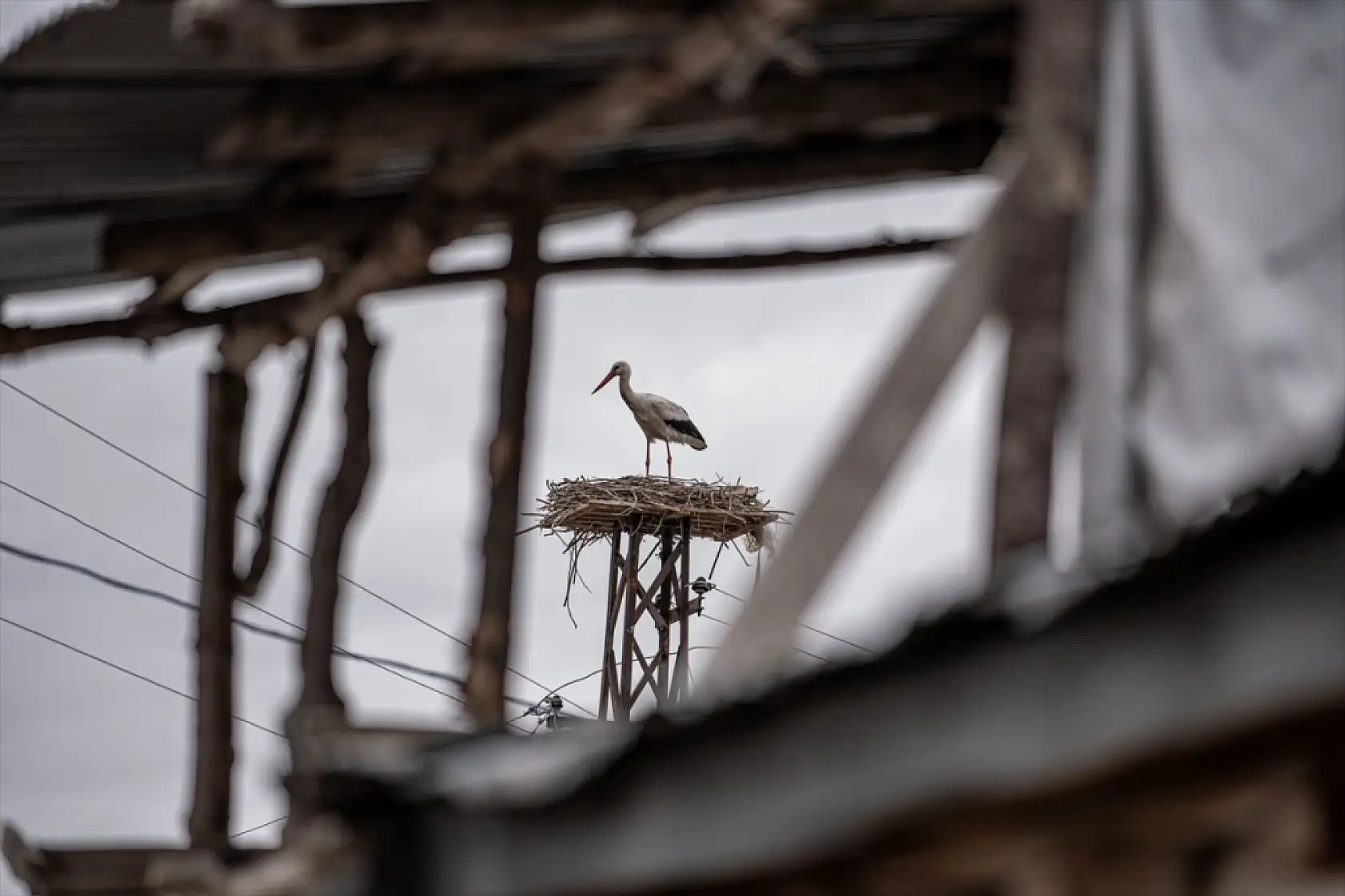 Erzurum'da leyleklerin gelişi mahalleyi neşeye boğdu