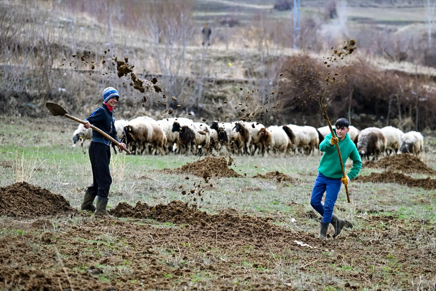 Van'da karlar eridi, koyunlar dağlarla buluştu