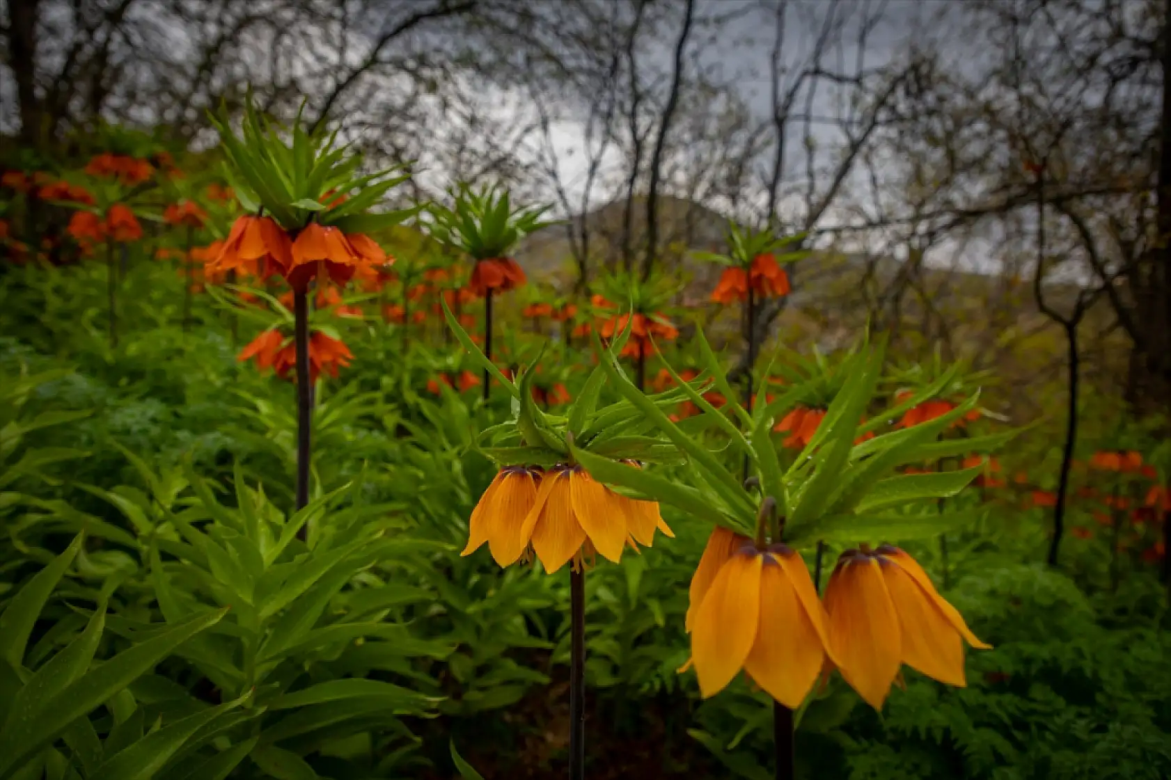 Doğanın zarif mucizesi ters laleler göz kamaştırdı