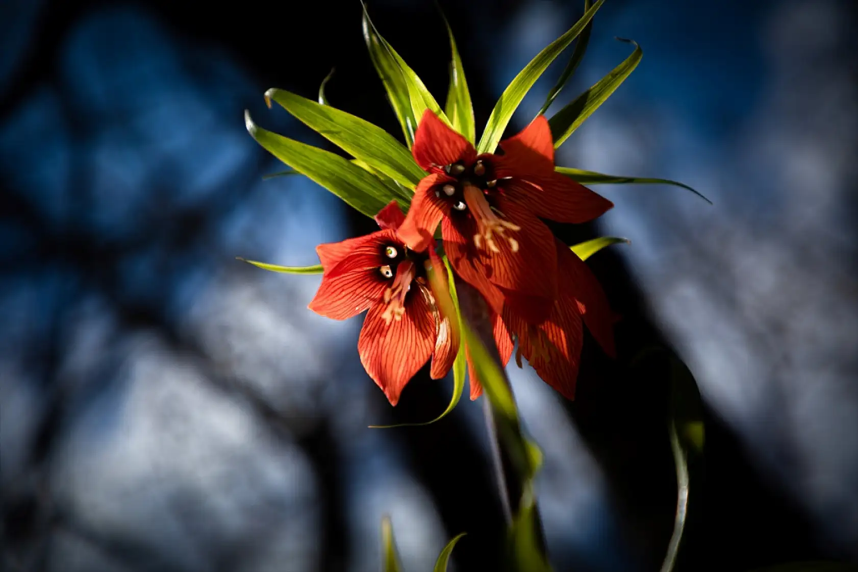 Doğanın zarif mucizesi ters laleler göz kamaştırdı