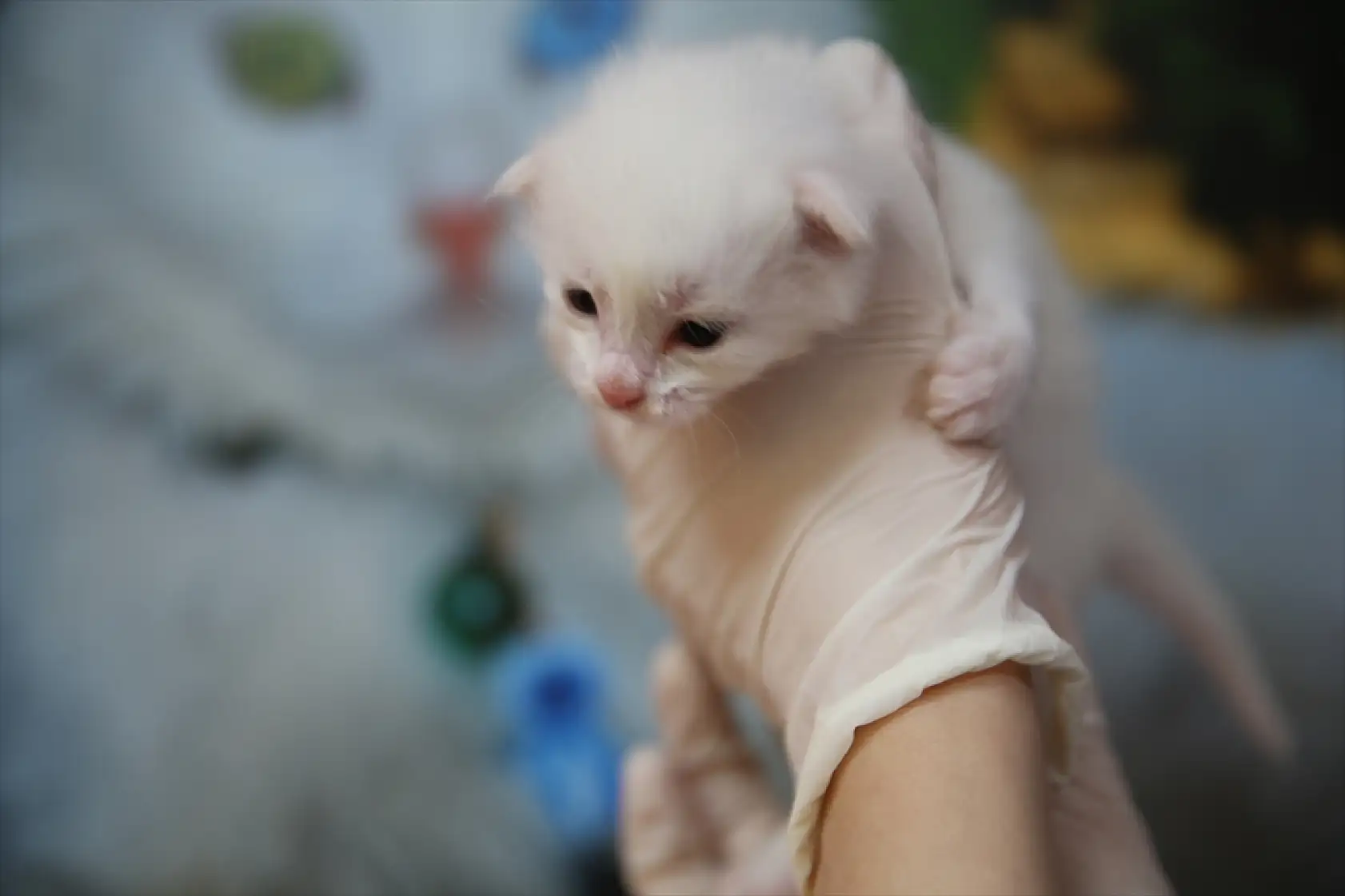 Van'ın beyaz güzellikleri yeni yavrularıyla ziyaretçileri karşılıyor