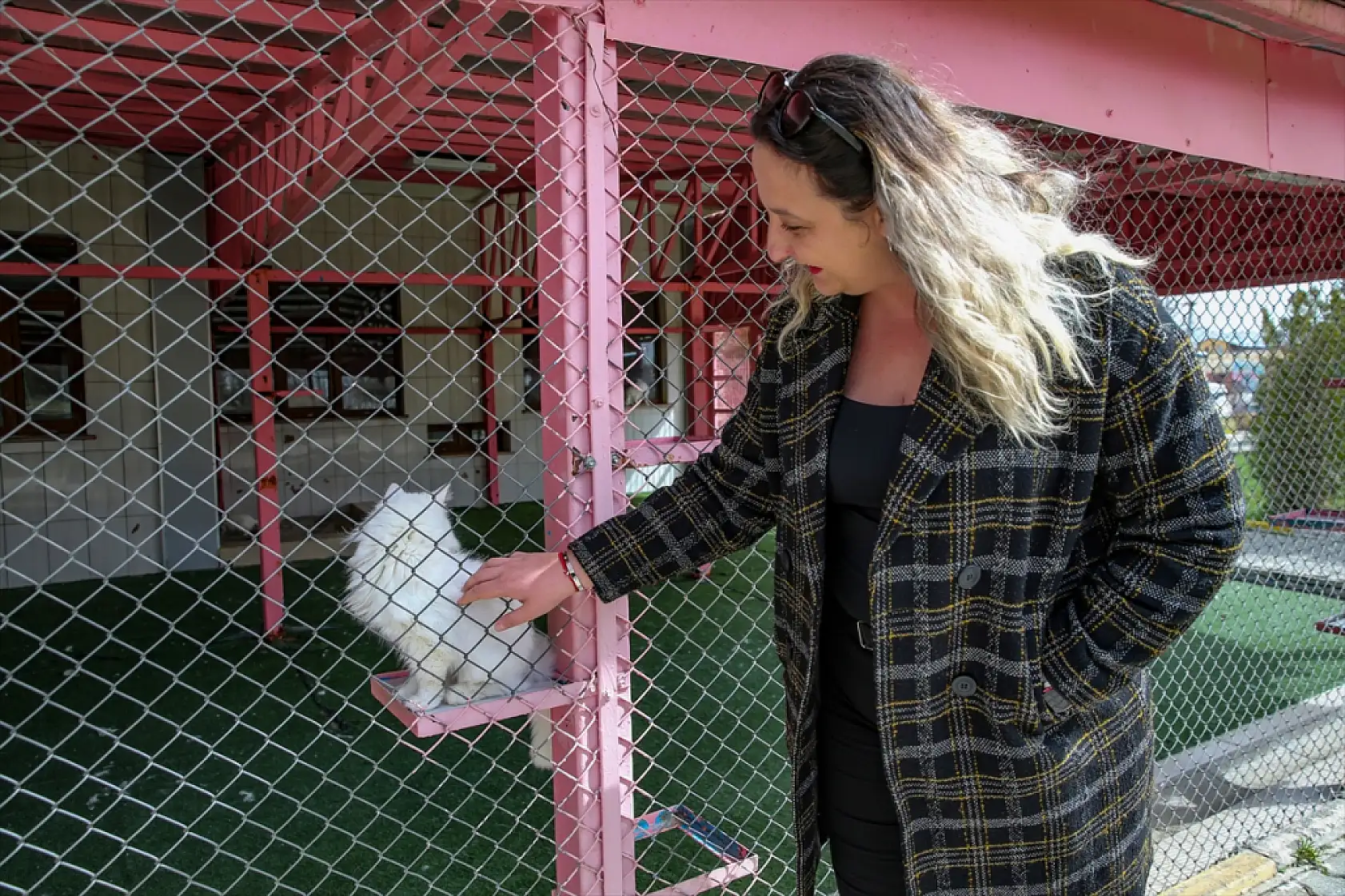 Van'ın beyaz güzellikleri yeni yavrularıyla ziyaretçileri karşılıyor