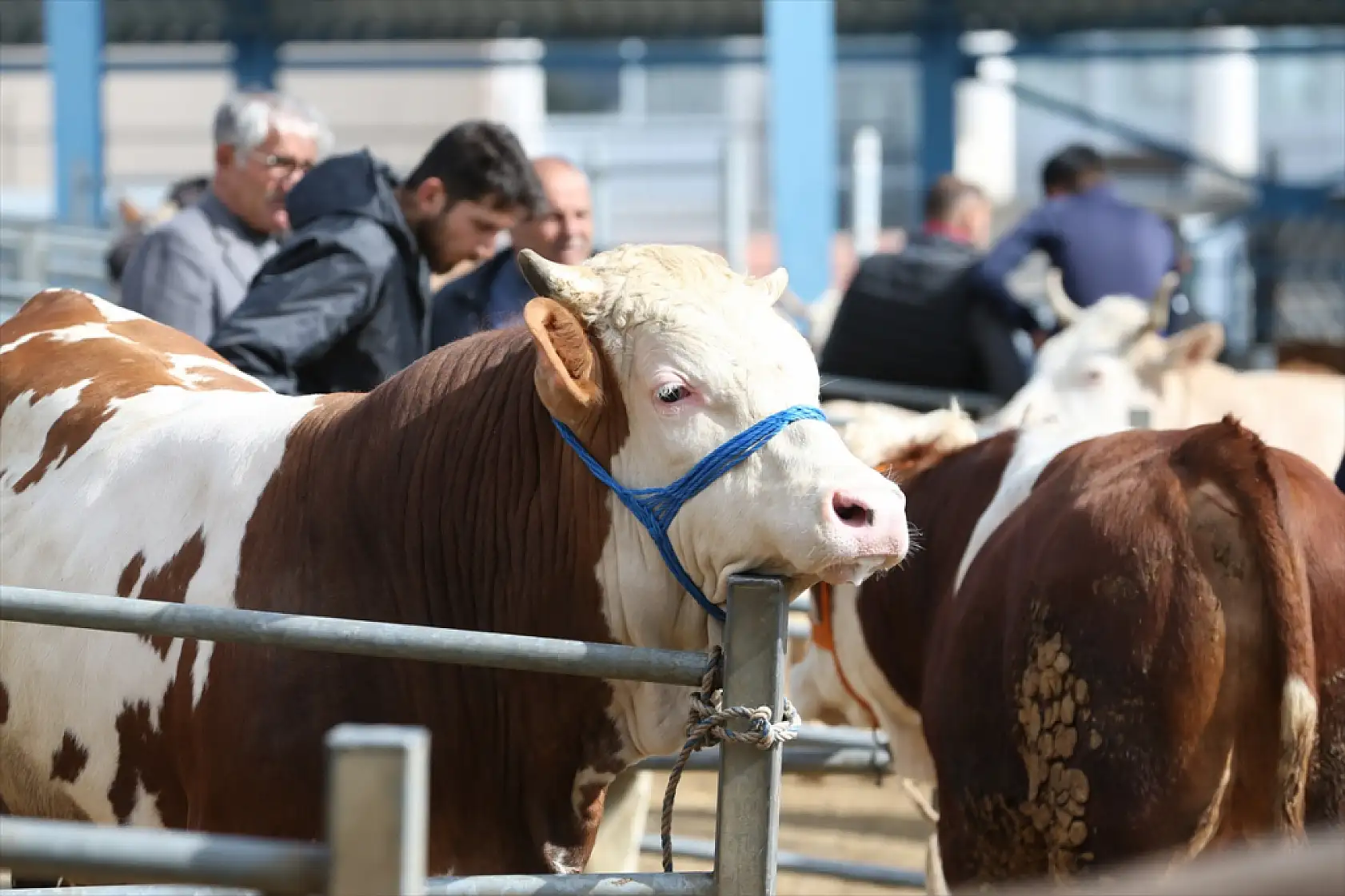 Kars'ın yaylalarından ülkenin dört bir yanına kurbanlık sevkiyatı