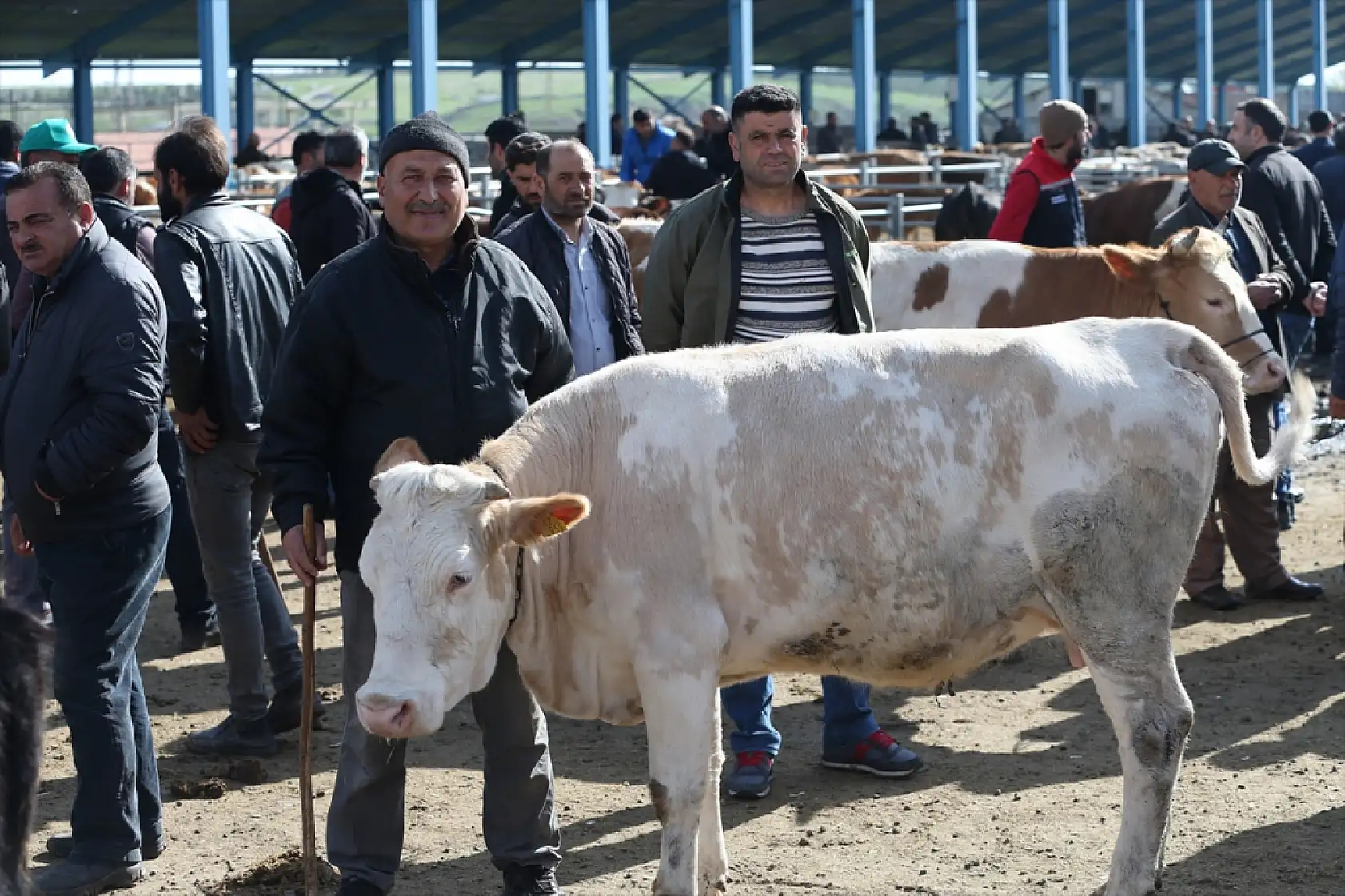 Kars'ın yaylalarından ülkenin dört bir yanına kurbanlık sevkiyatı