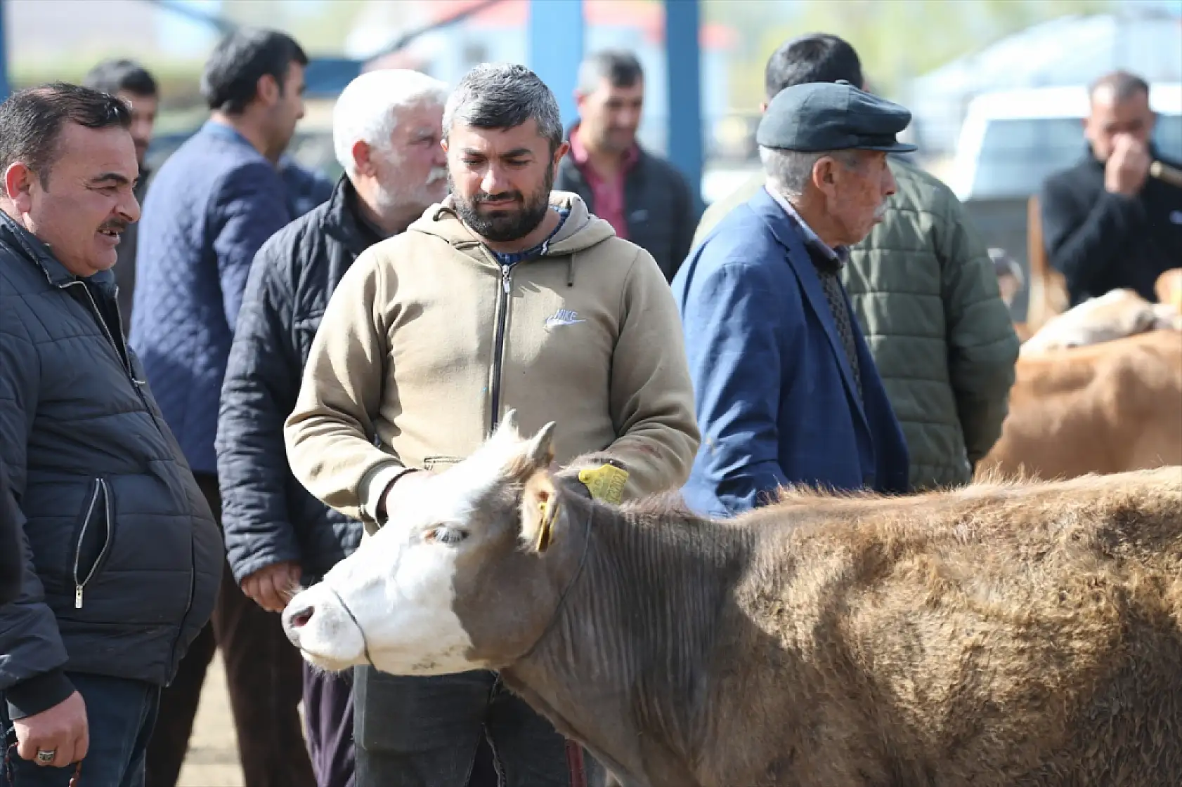 Kars'ın yaylalarından ülkenin dört bir yanına kurbanlık sevkiyatı