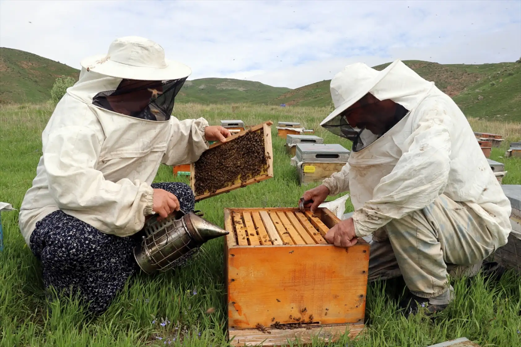 Arıya âşık Ordulu üç kardeş, Ağrı'nın dağlarında bal mesaisinde