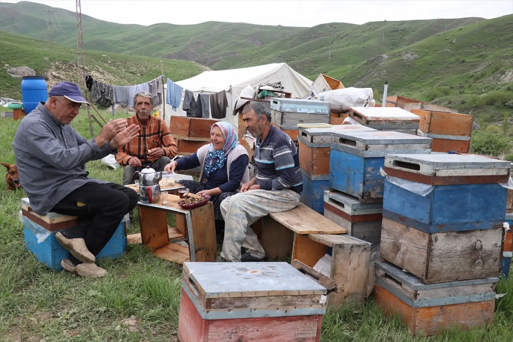 Arıya âşık Ordulu üç kardeş, Ağrı'nın dağlarında bal mesaisinde