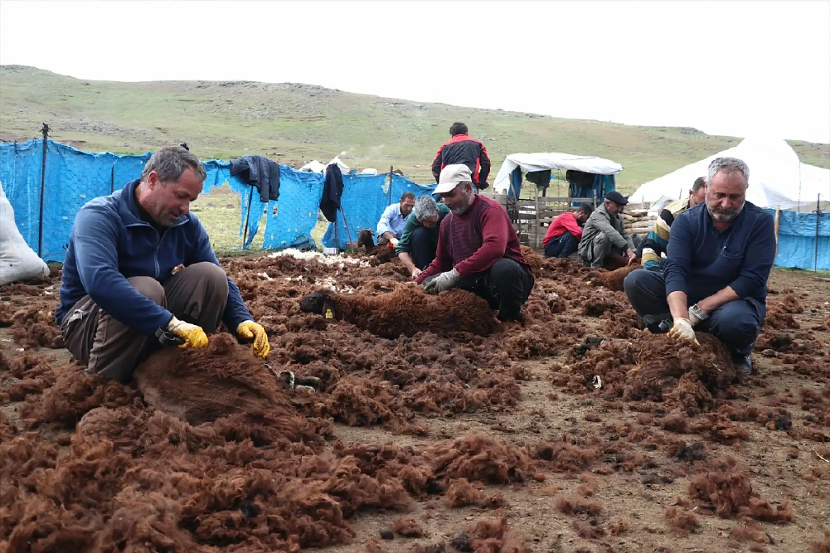 Göçerler el ele verdi, 4 bin kuzu bir haftada kırkıldı!