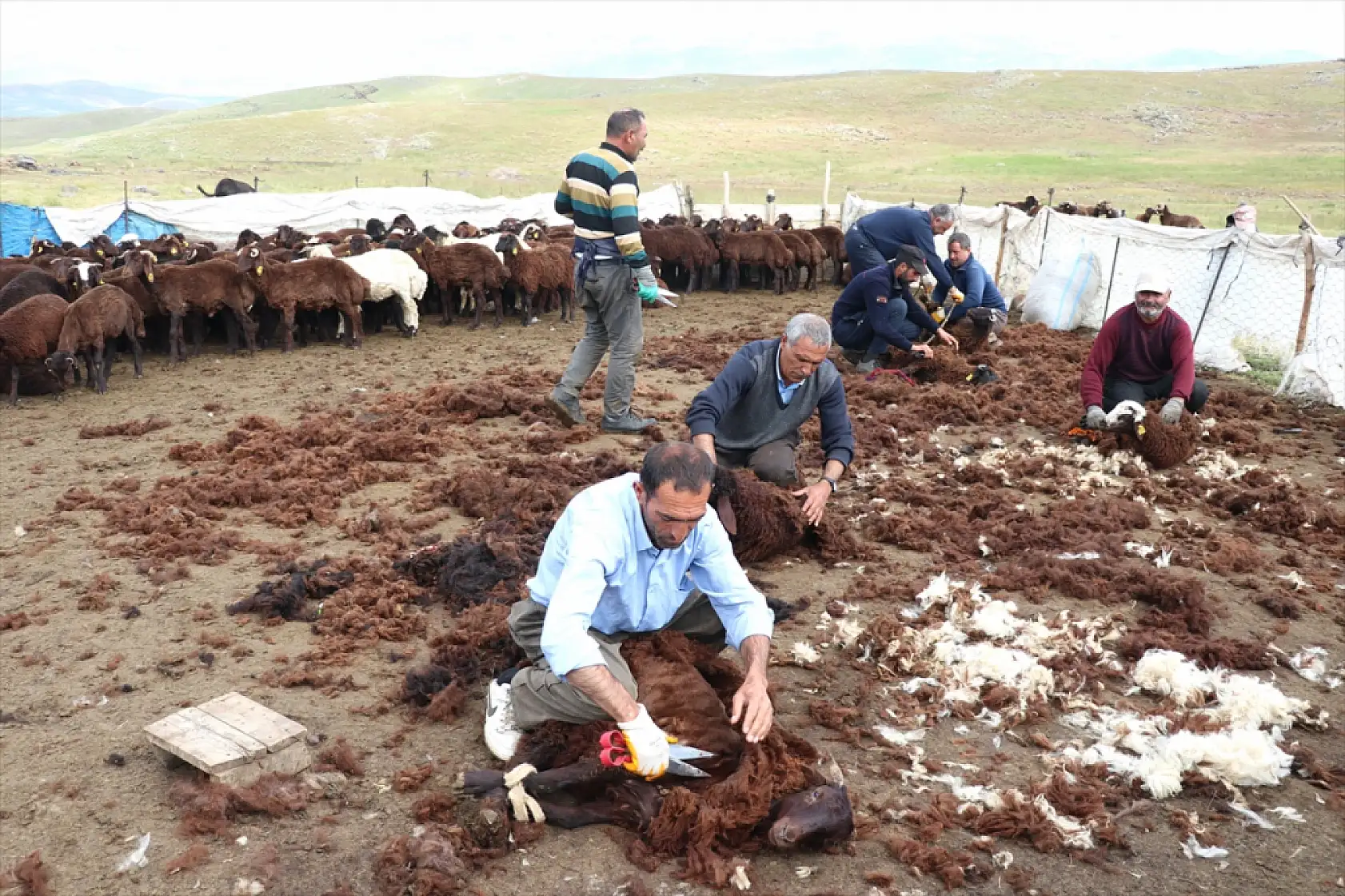 Göçerler el ele verdi, 4 bin kuzu bir haftada kırkıldı!