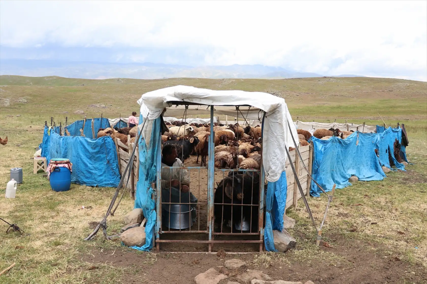 Ağrı yaylalarında üretim zamanı: Göçerler üç ay doğayla baş başa