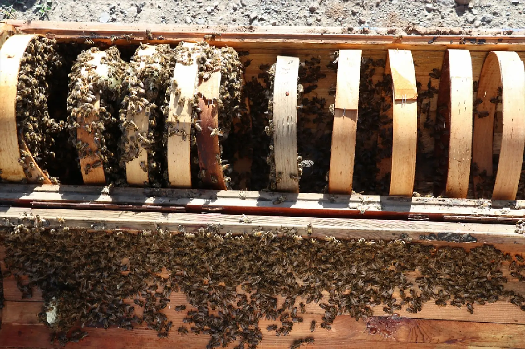 Ağrılı arıcı, oğlunun icadı elektrikli araçla dağda bal mesaisinde