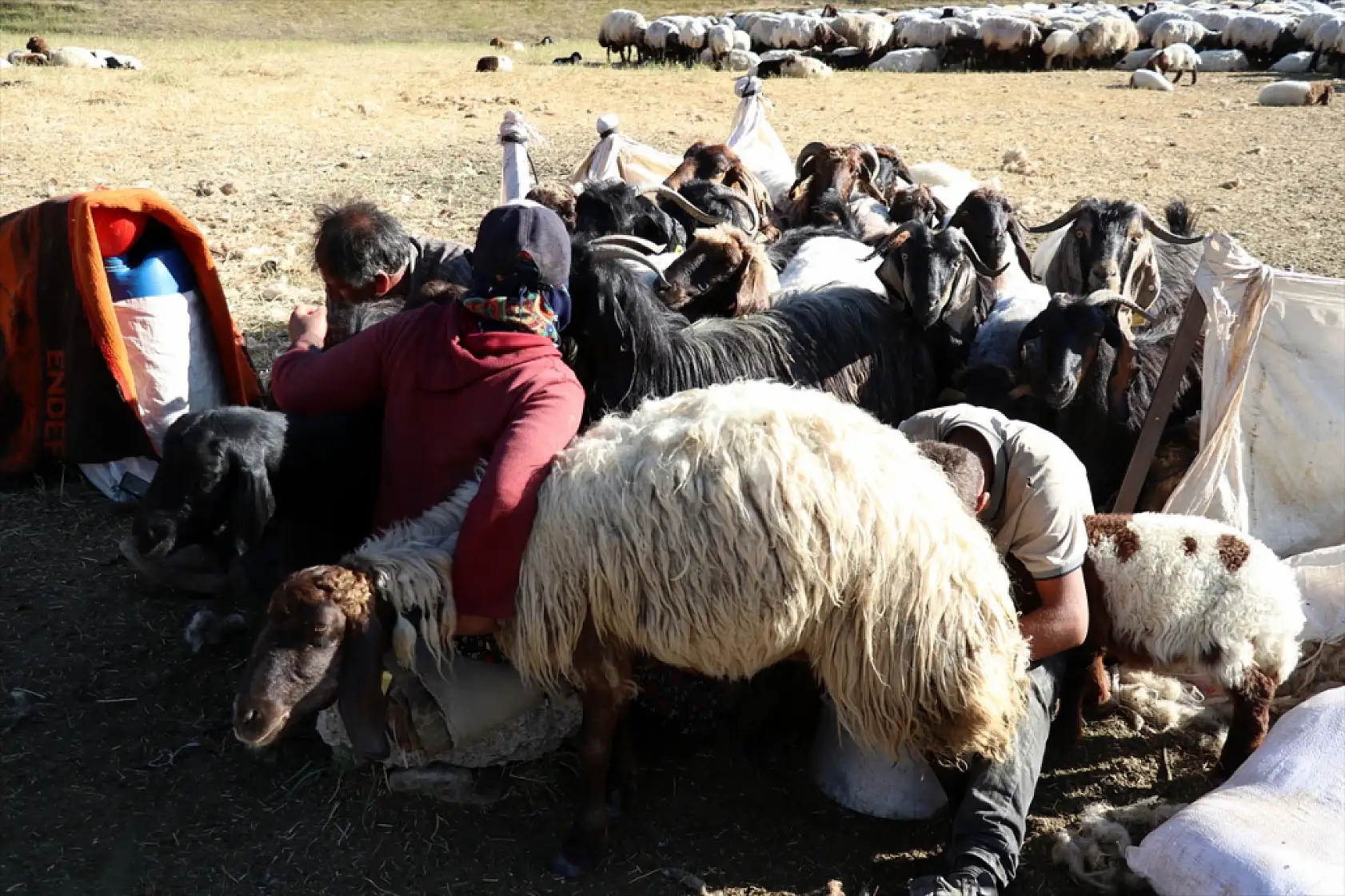 Ağrı yaylalarında gün doğmadan başlayan sağım mesaisi