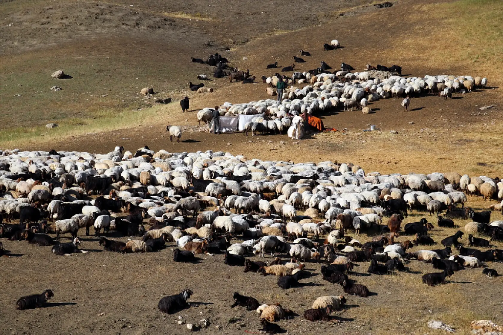 Ağrı yaylalarında gün doğmadan başlayan sağım mesaisi