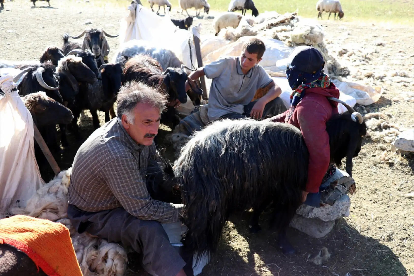Ağrı yaylalarında gün doğmadan başlayan sağım mesaisi