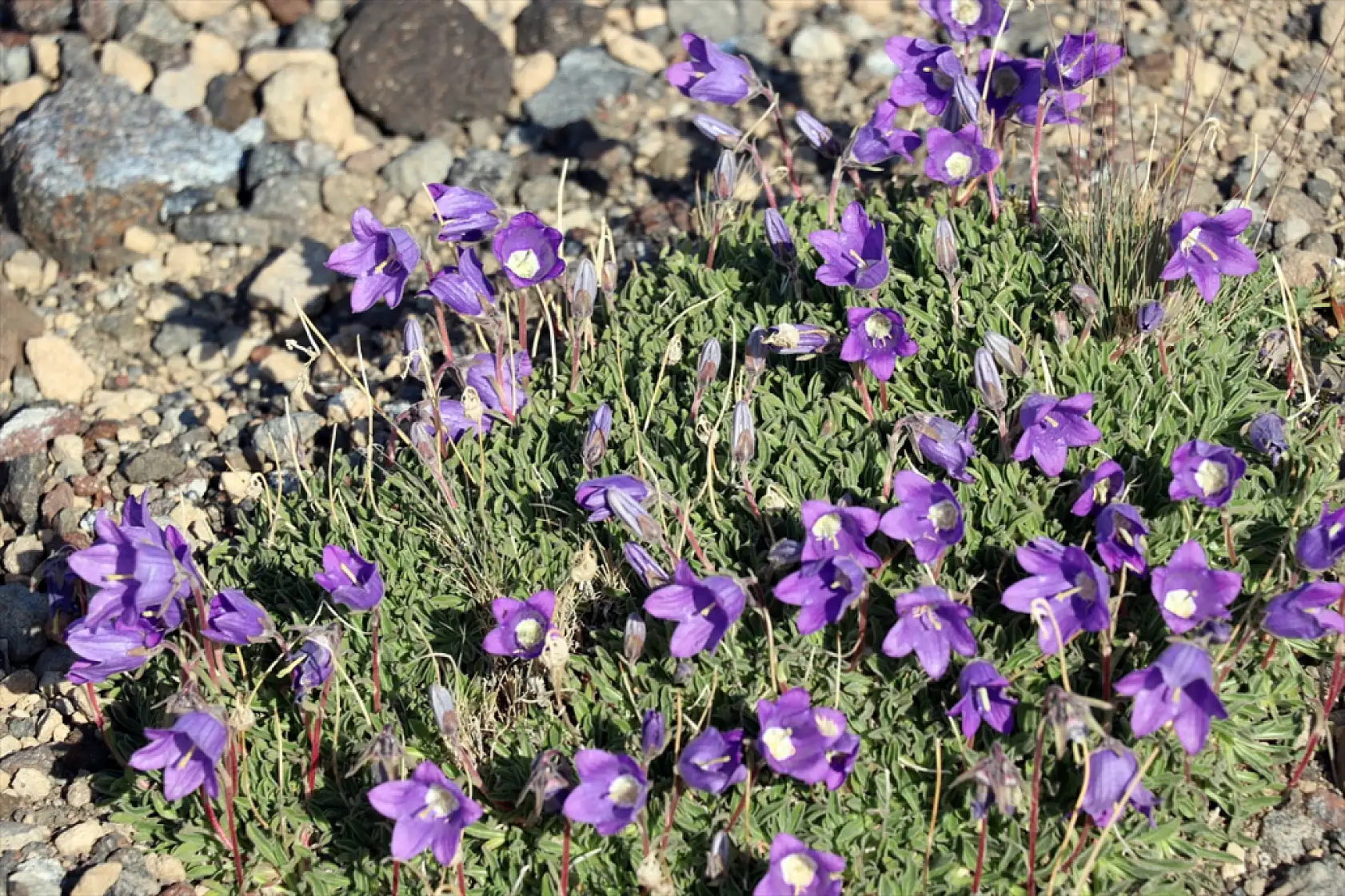 Süphan Dağı'nda çiçeklerin dansı göz kamaştırdı