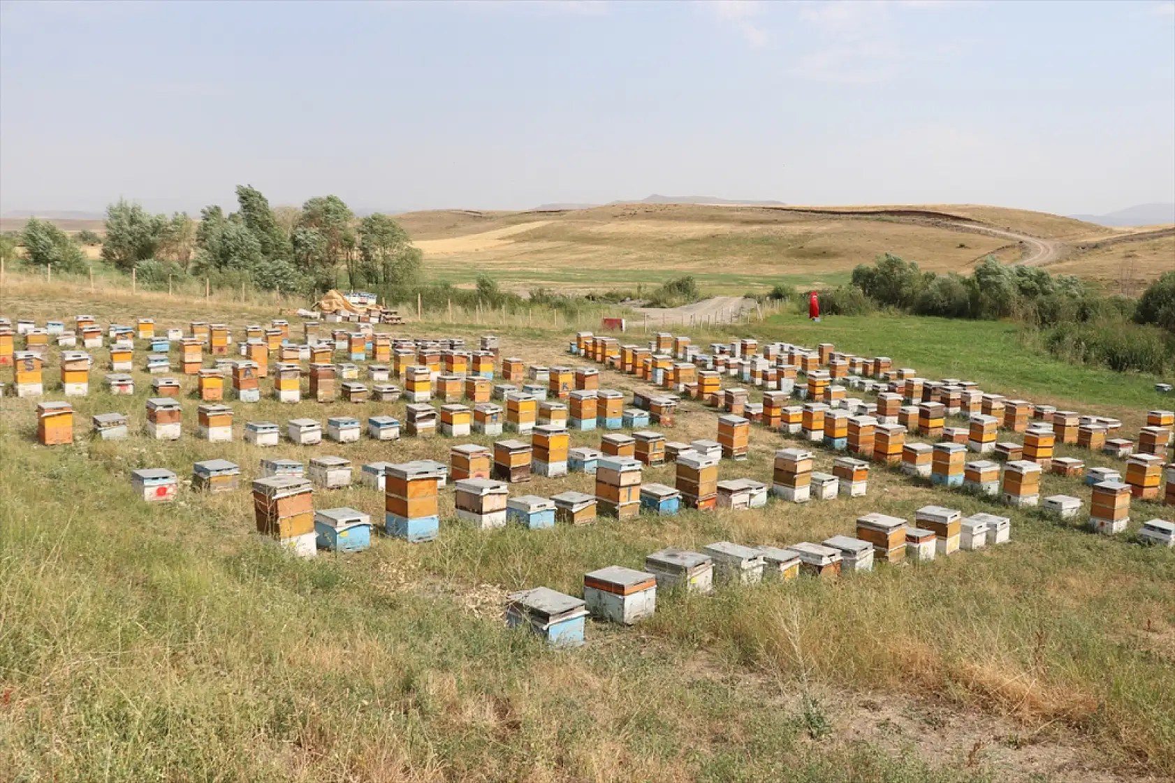 Ağrı'da baba oğulun geven balı mesaisi