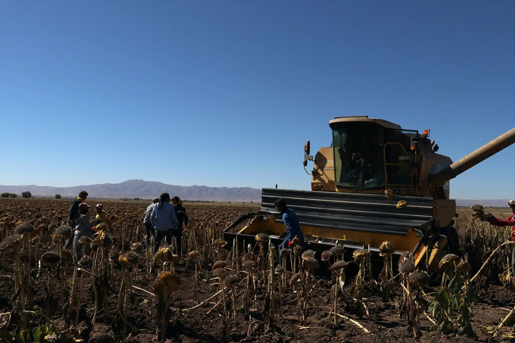 Ağrı Ovası'nda ayçiçeği tarlaları bereket saçıyor