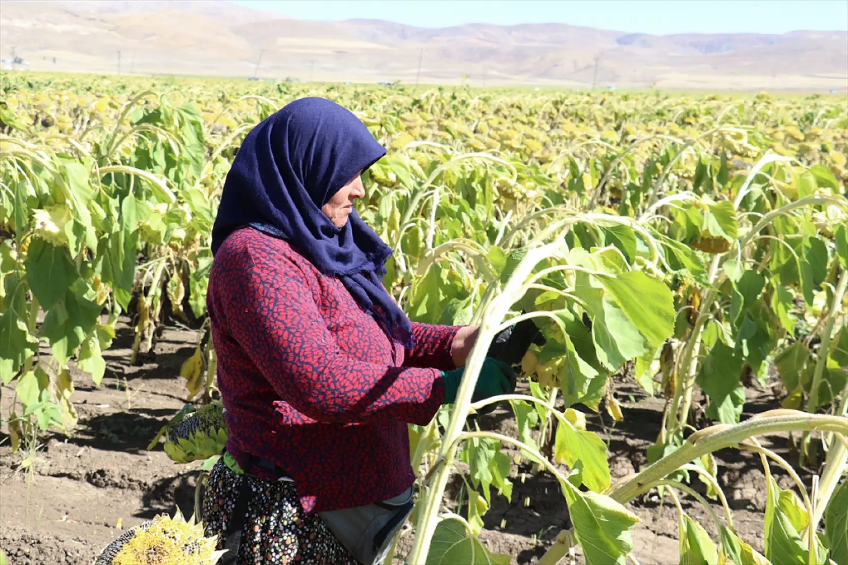 Ağrı Ovası'nda ayçiçeği tarlaları bereket saçıyor