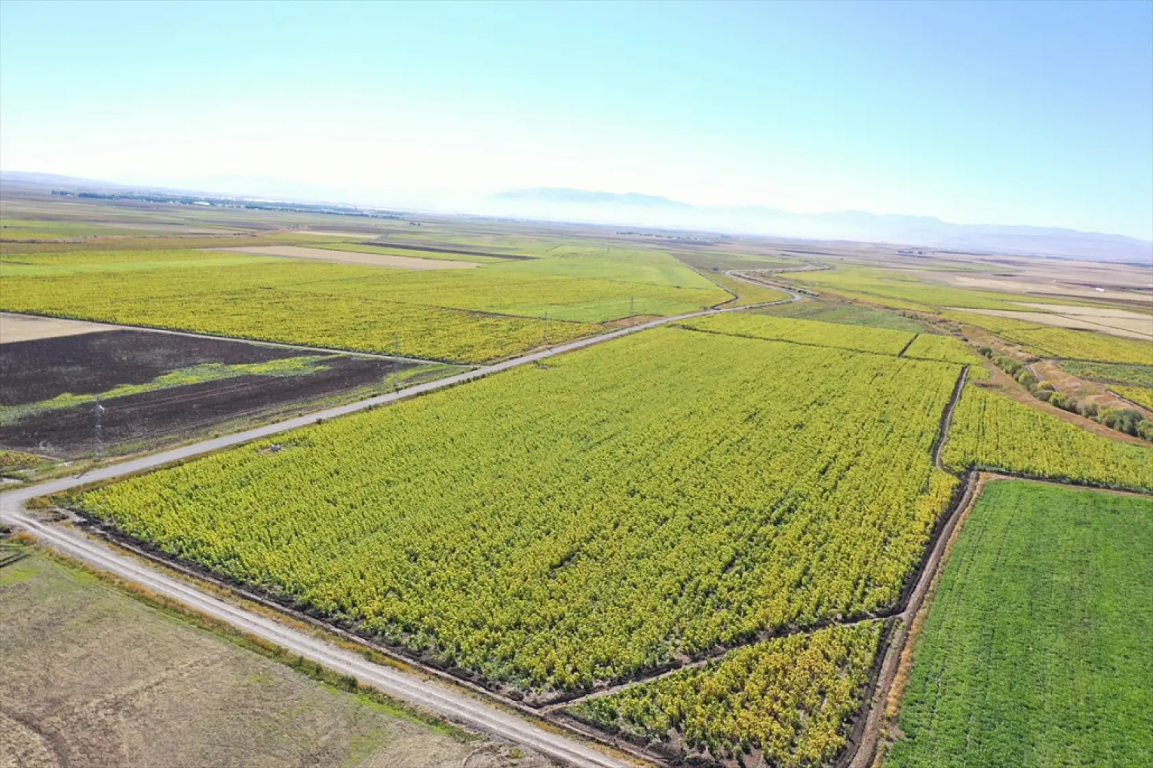 Ağrı Ovası'nda ayçiçeği tarlaları bereket saçıyor