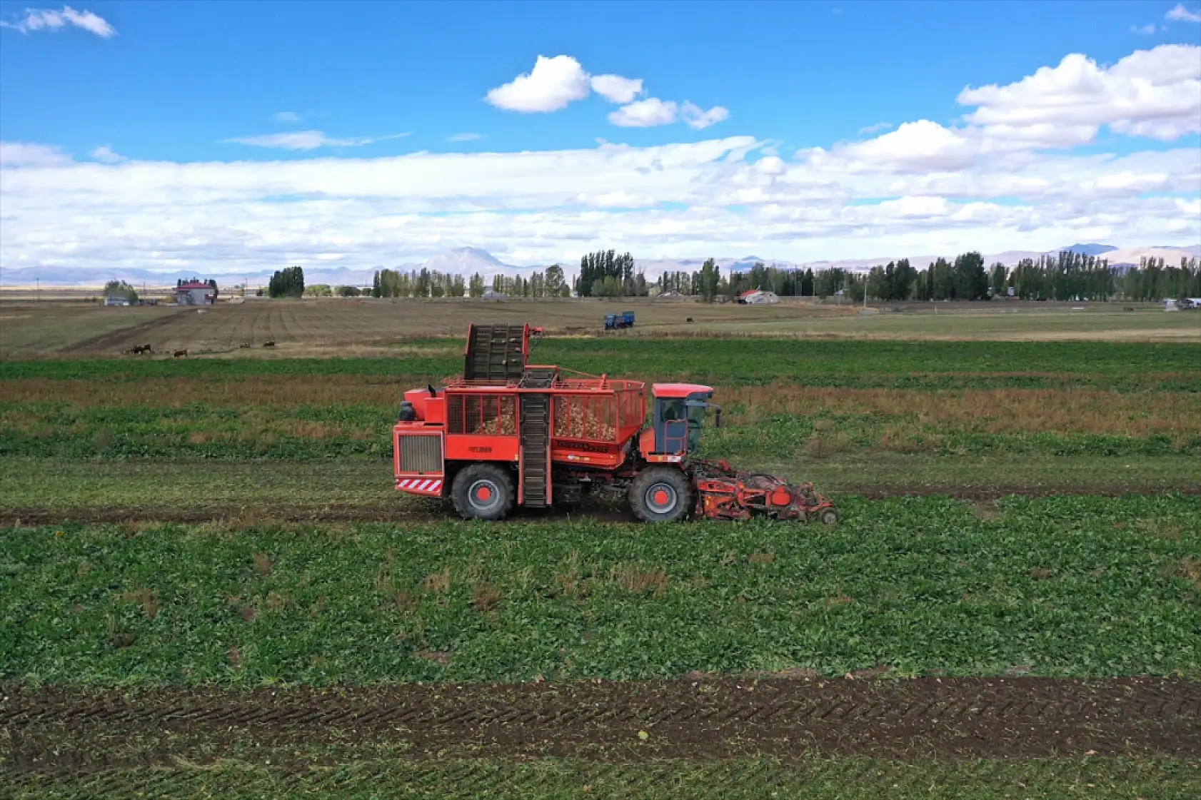 Ağrı'nın pancar tarlalarında hasat heyecanı başladı
