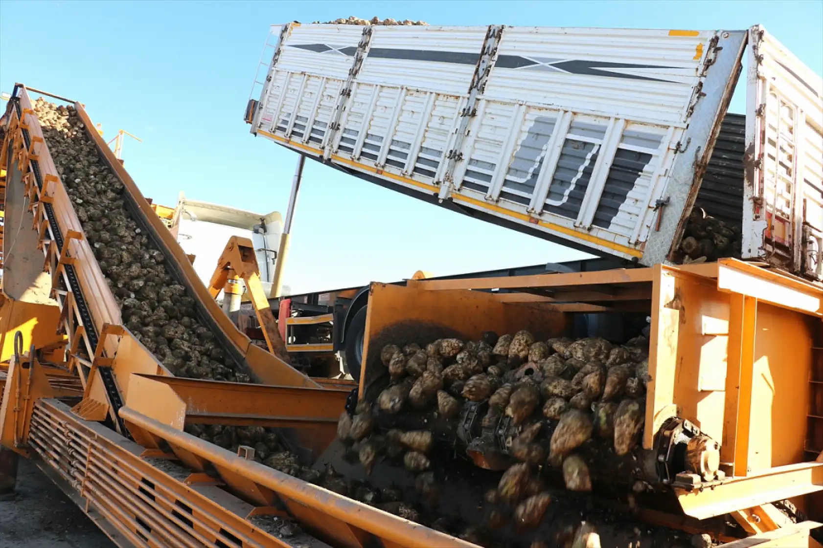 Ağrı'nın pancar tarlalarında hasat heyecanı başladı