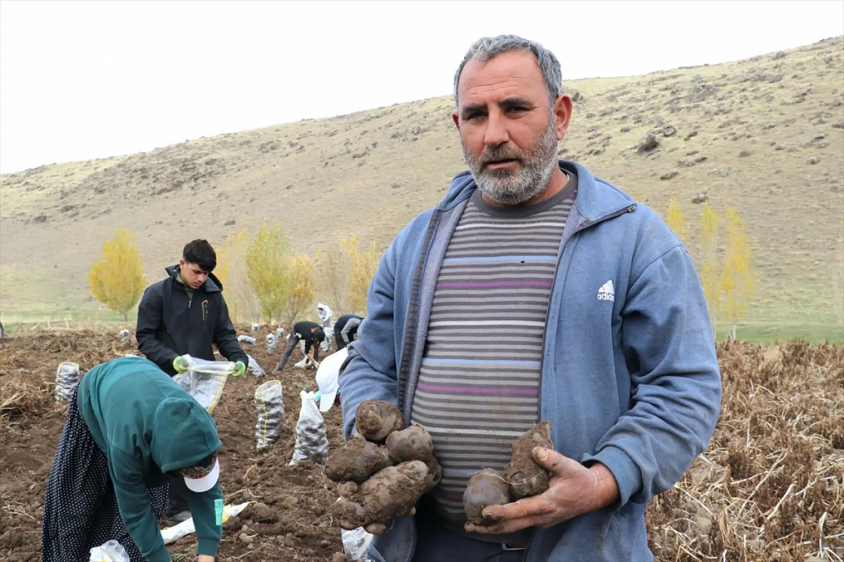 Patnos'ta mor patates bereketi: Çiftçiler kar yağmadan hasada hız verdi