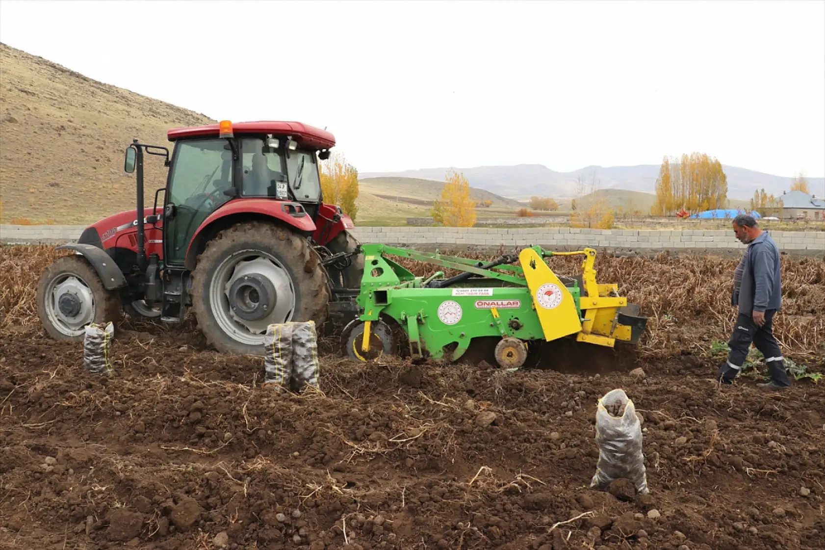 Patnos'ta mor patates bereketi: Çiftçiler kar yağmadan hasada hız verdi