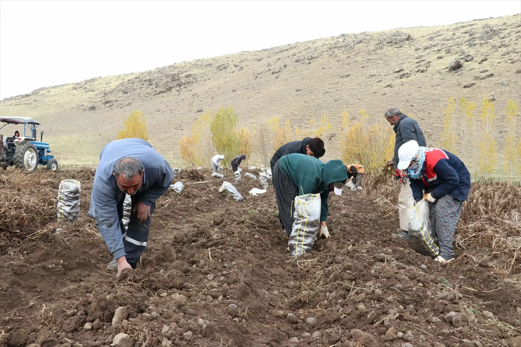 Patnos'ta mor patates bereketi: Çiftçiler kar yağmadan hasada hız verdi