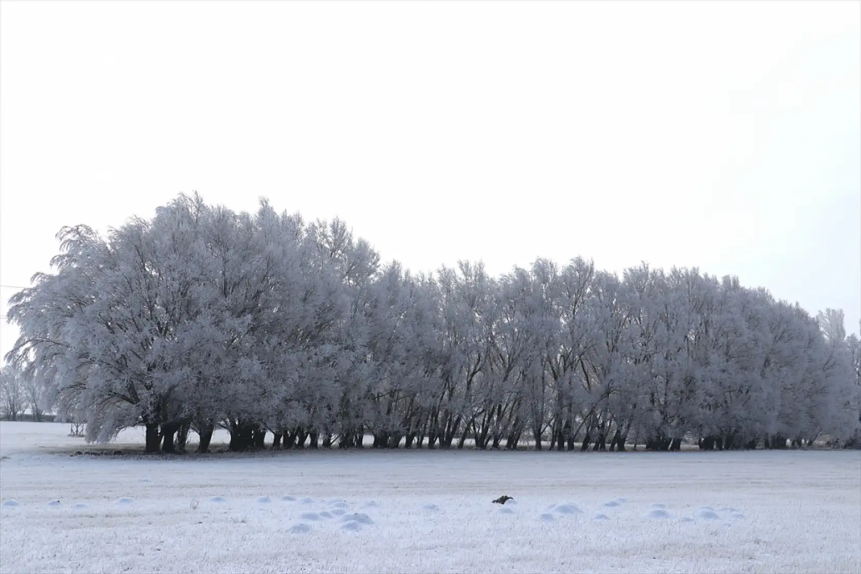 Ağrı'da soğuk hava ve sis kartpostallık görüntüler oluşturdu