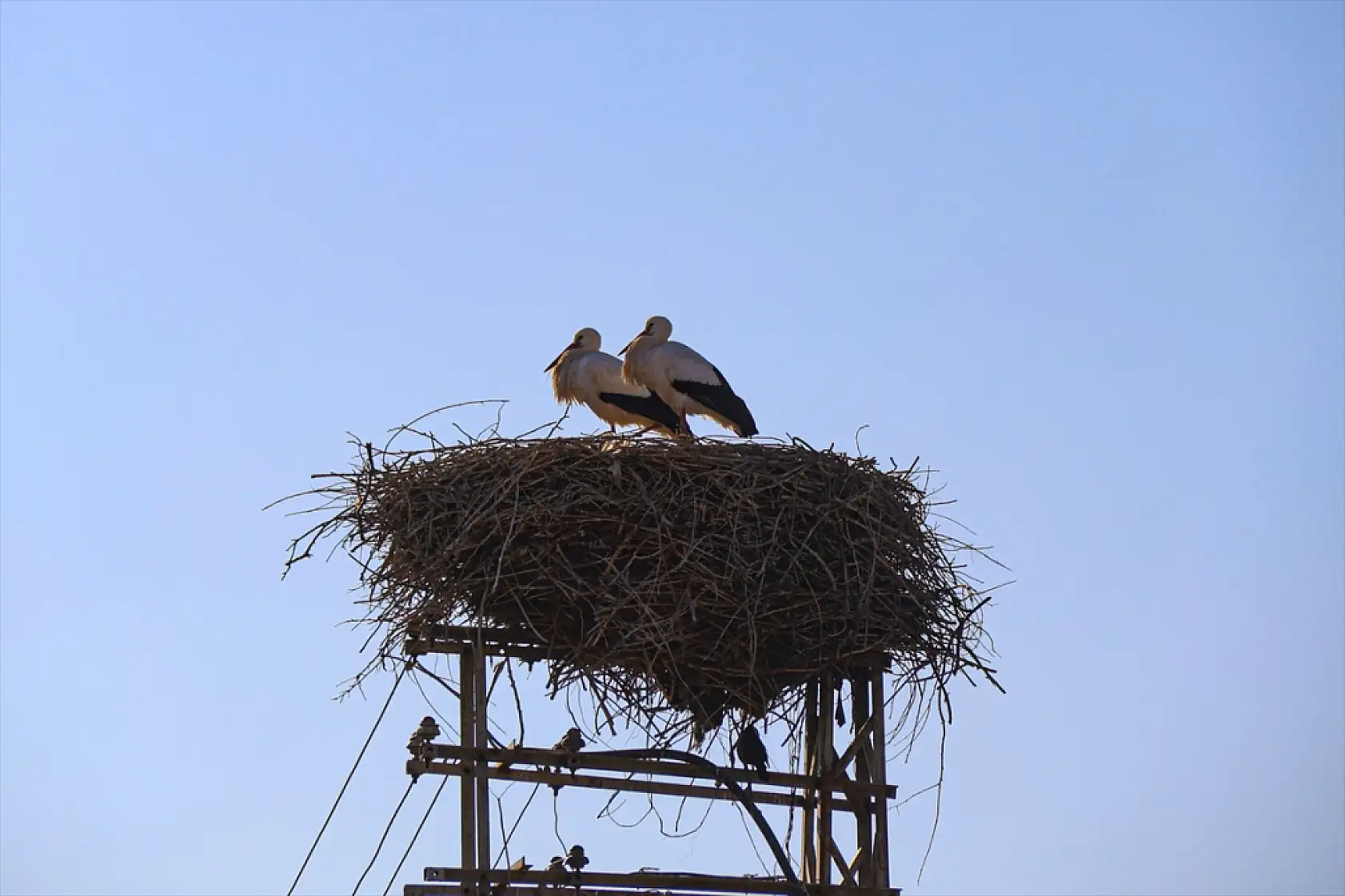 Ağrı Dağı ve çevresindeki iklim değişikliği, leyleklerin kış göçünü engelliyor