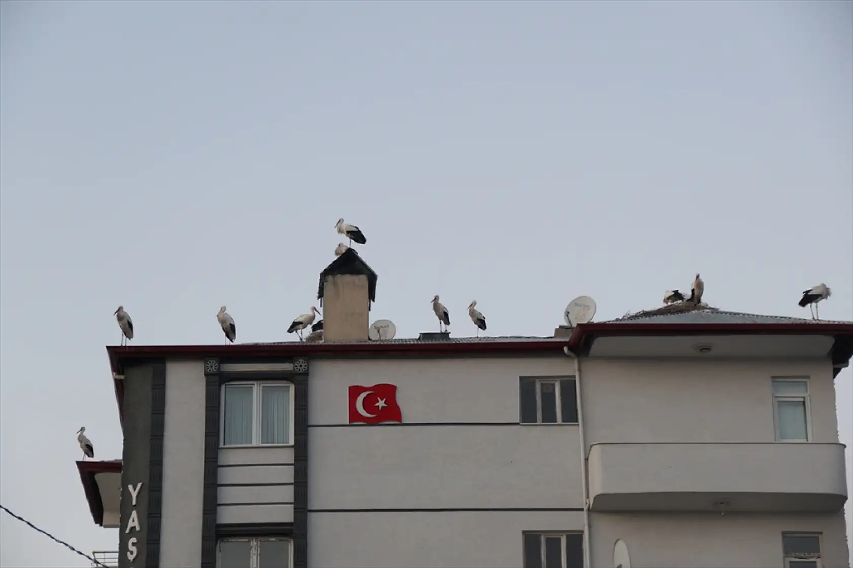 Ağrı Dağı ve çevresindeki iklim değişikliği, leyleklerin kış göçünü engelliyor