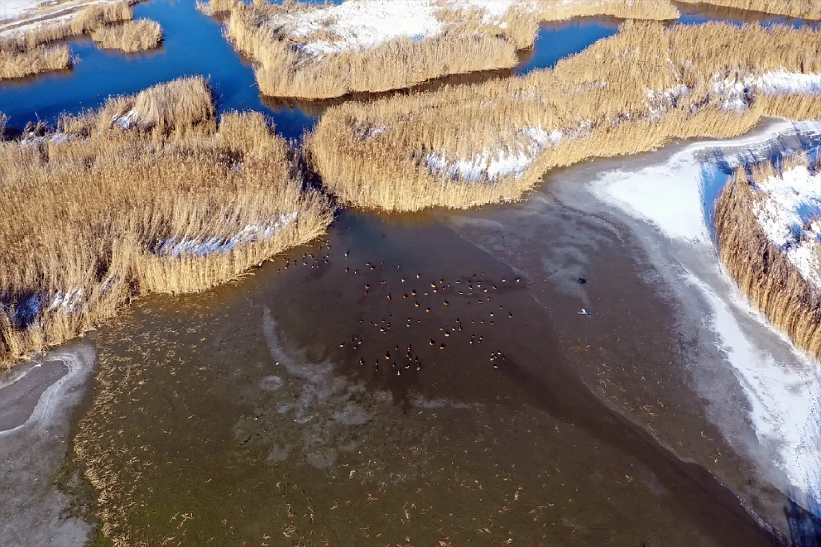 Ağrı Dağı eteklerinde nesli tehlikede olan kuşlar kışa direniyor