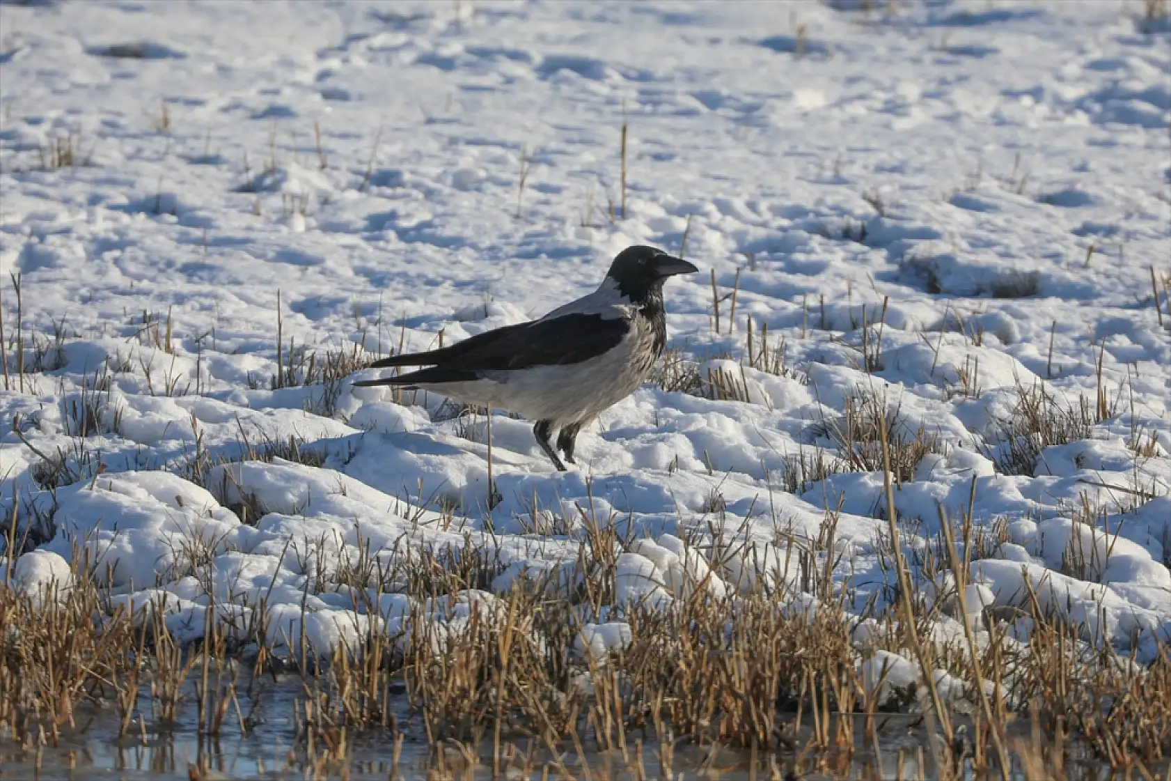 Ağrı Dağı eteklerinde nesli tehlikede olan kuşlar kışa direniyor