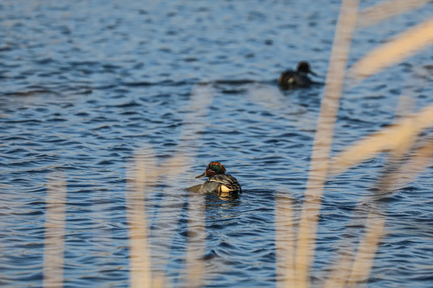 Ağrı Dağı eteklerinde nesli tehlikede olan kuşlar kışa direniyor