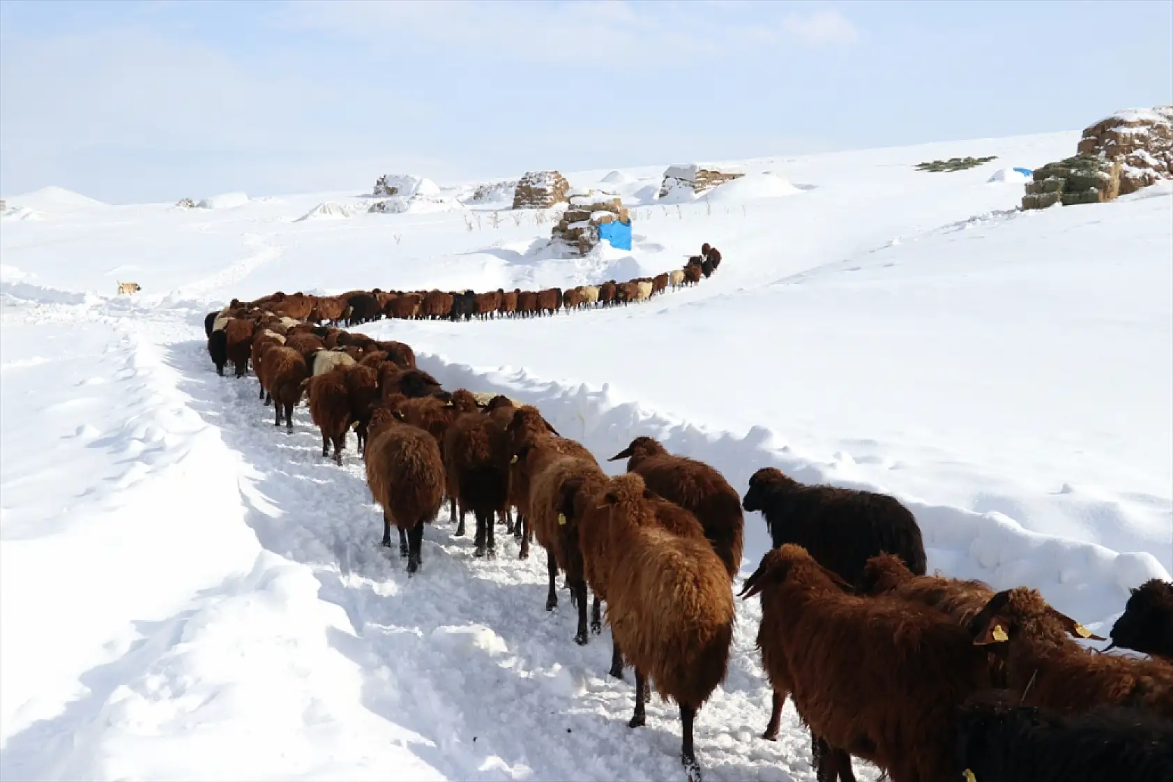 Taşlıçay'da besiciler hayvanlarını kar üstünde besliyor