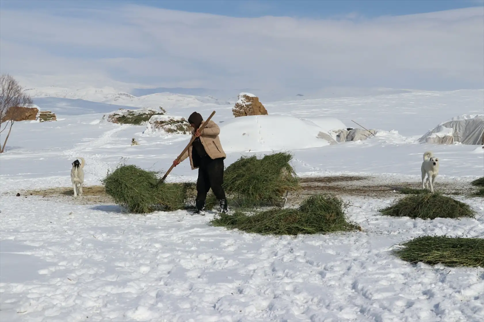 Taşlıçay'da besiciler hayvanlarını kar üstünde besliyor