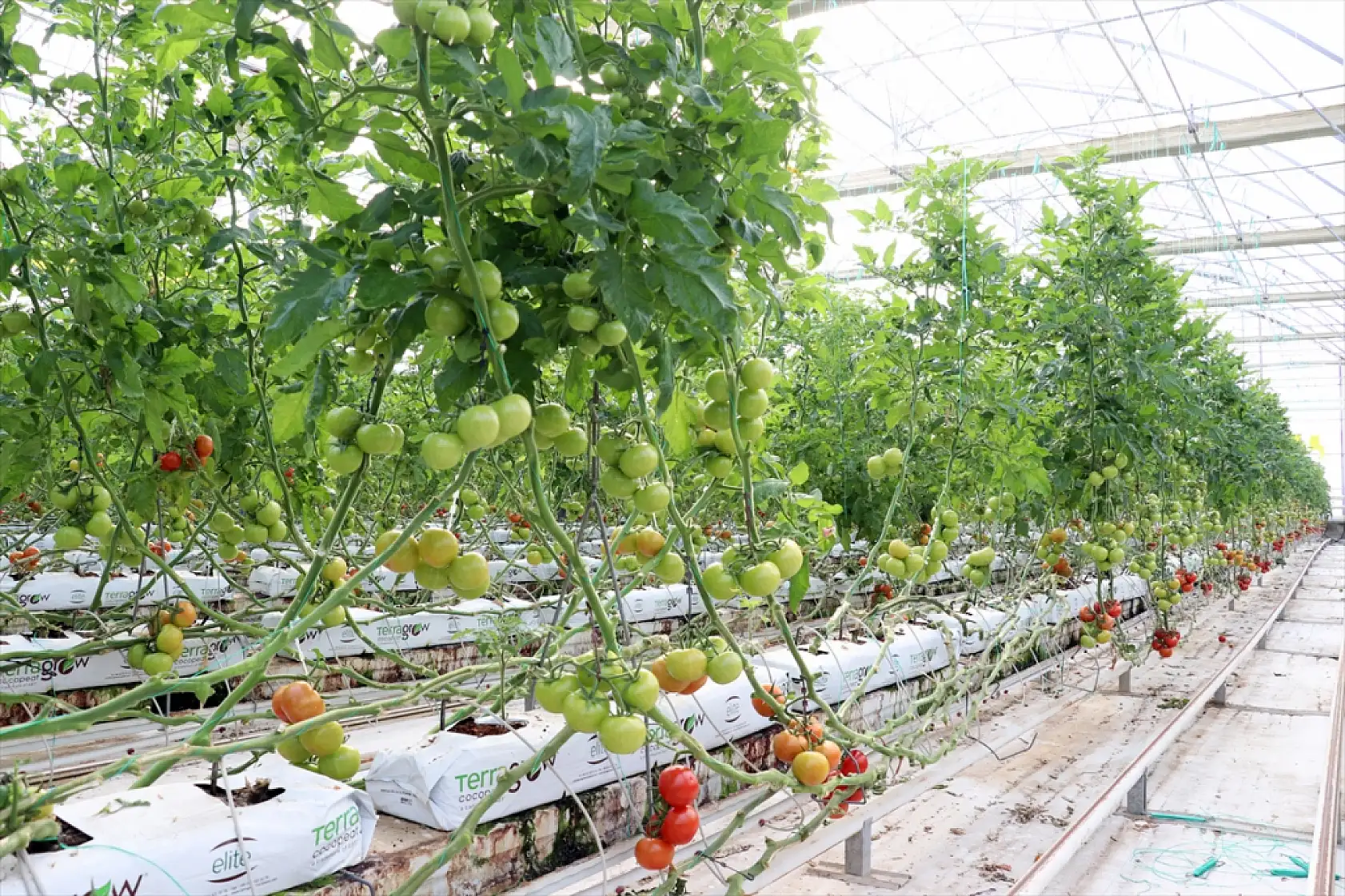 Ağrı'da jeotermal mucizesi: Domatesler Avrupa yolunda