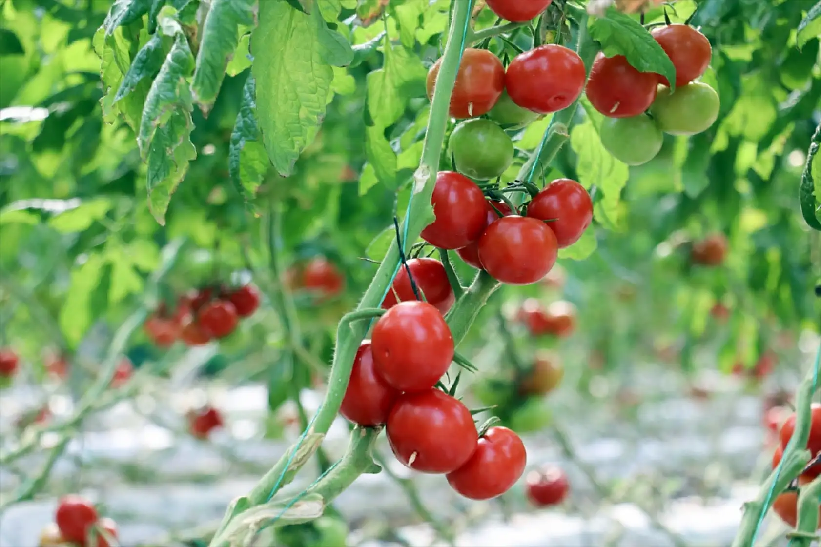 Ağrı'da jeotermal mucizesi: Domatesler Avrupa yolunda