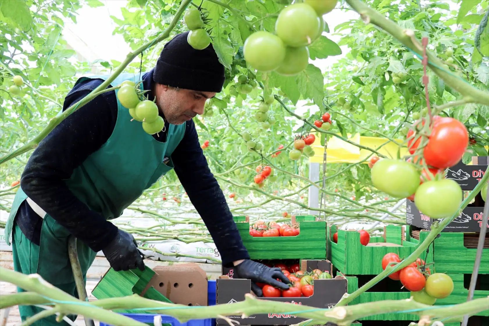 Ağrı'da jeotermal mucizesi: Domatesler Avrupa yolunda
