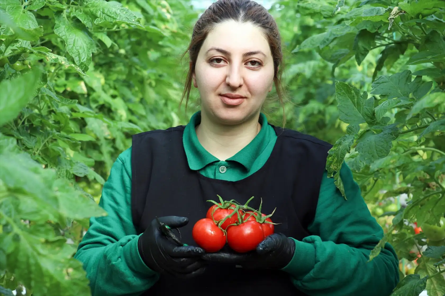 Ağrı'da jeotermal mucizesi: Domatesler Avrupa yolunda