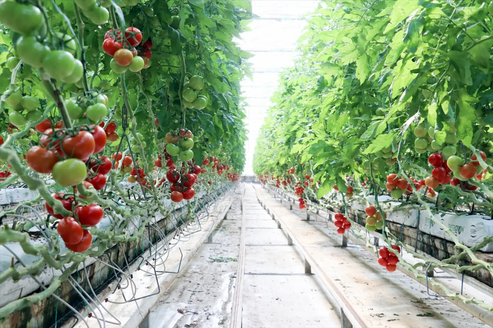 Ağrı'da jeotermal mucizesi: Domatesler Avrupa yolunda