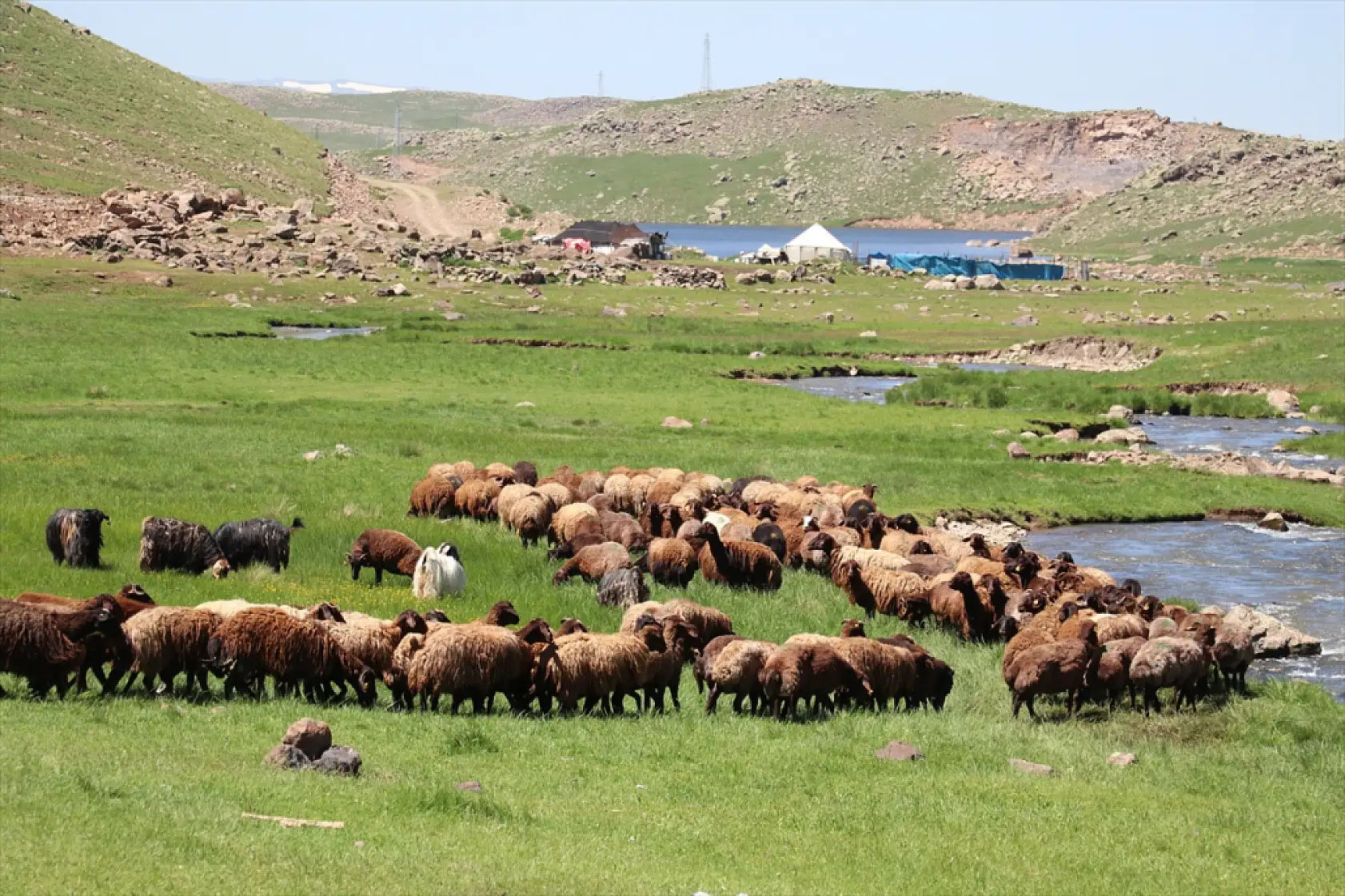 Ağrı'da kar geç eridi, göçerlerin yayla mesaisi geç başladı