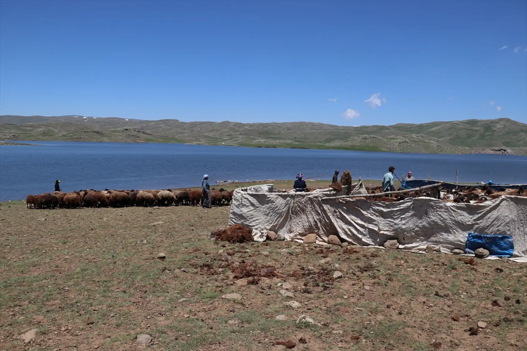 Ağrı'da kar geç eridi, göçerlerin yayla mesaisi geç başladı