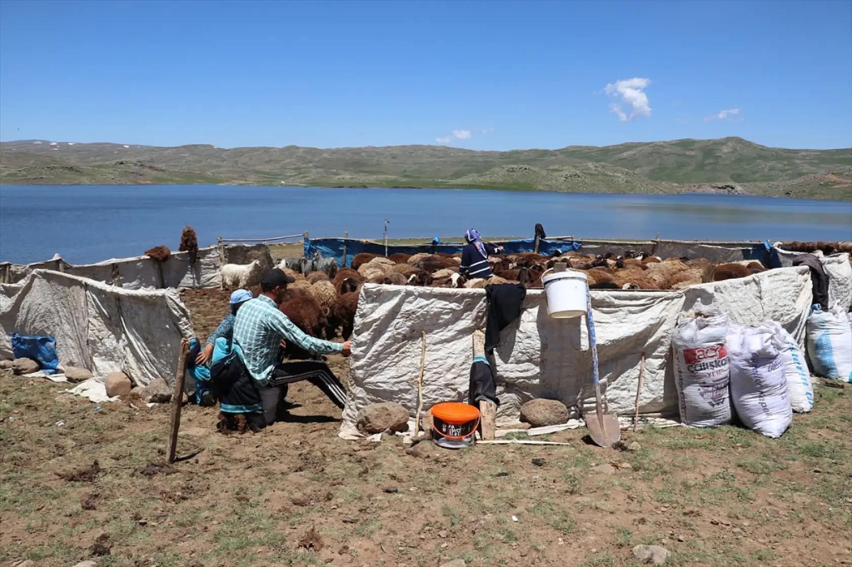 Ağrı'da kar geç eridi, göçerlerin yayla mesaisi geç başladı